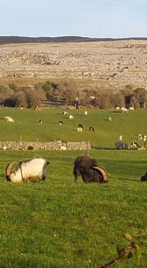 Burren Rock Farmhouse B&B Turlough  Bagian luar foto